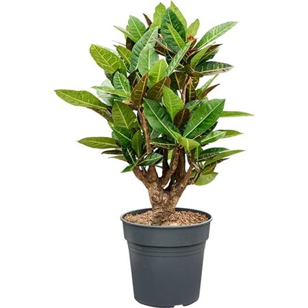 b009703_0000286989_h_1