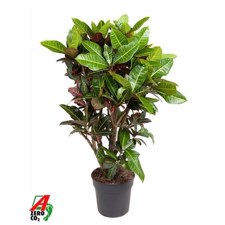 b009703_0000296508_h_1