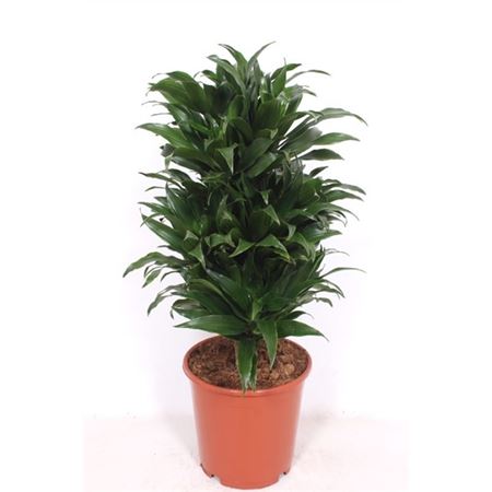 b009762_0000281414_h_1