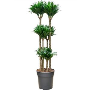 Драк компактная