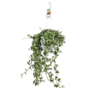 Плющ Хеликс Ева Хангпот