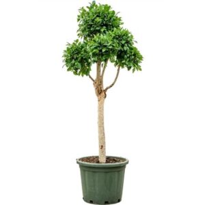 Фикус Микрокарпа Нитида