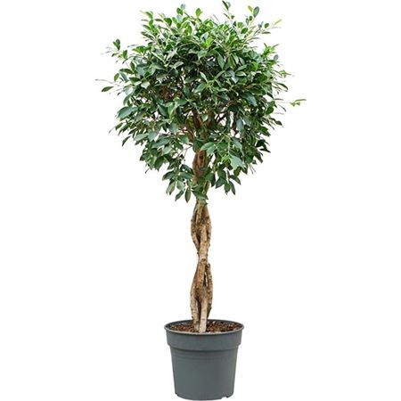 b009800_0000295392_h_1