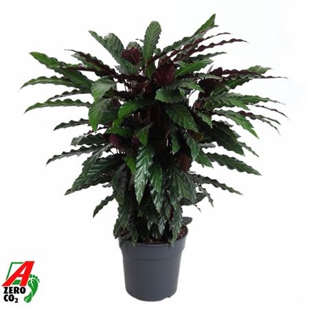 b009887_0000261634_h_1