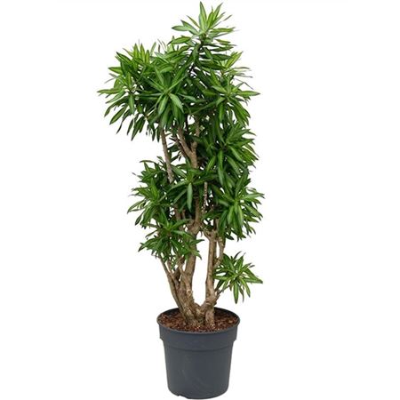 b009954_0000289367_h_1