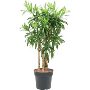 Драк Рефлекса Сонг Джамаика