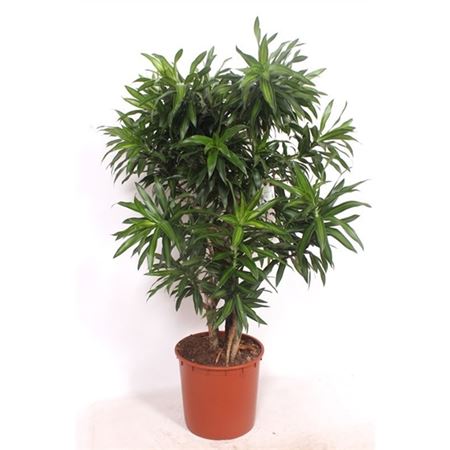 b009954_0000295136_h_1