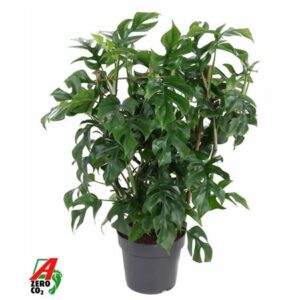 Монстера Минима Рек