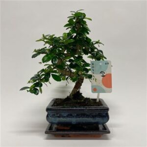 Бонсаи Кармона С-шапе бонсай Традитионал Счот