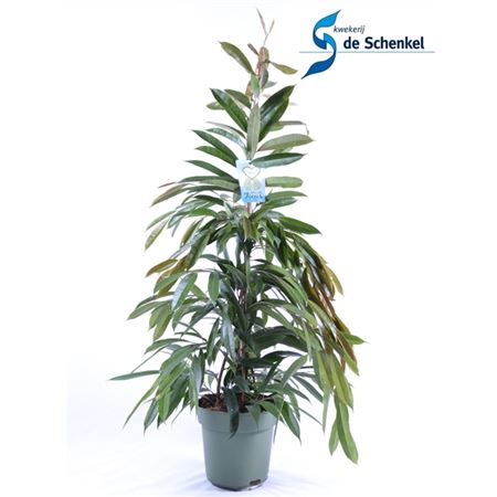 b011376_0000282029_h_1