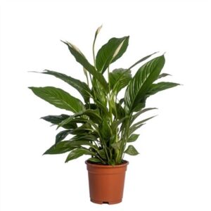 Спат Вивалди