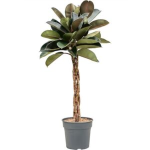 Фикус бургунди