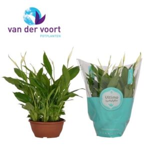 Спат Чопин (ултимо)