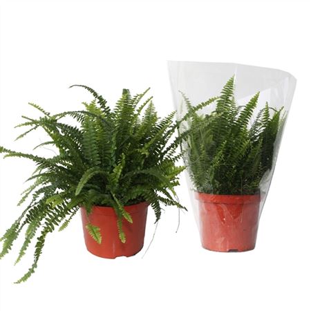 b014016_0000294173_h_1