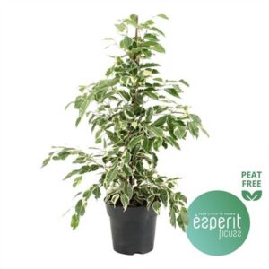 Фикус Твилигхт