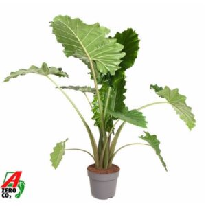 Алоказия Портодора