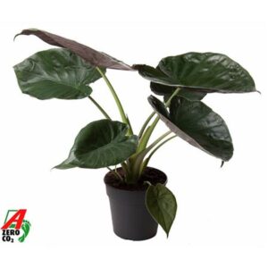 Алоказия Вентии