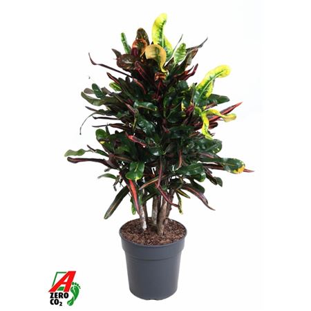 b018869_0000217053_h_1