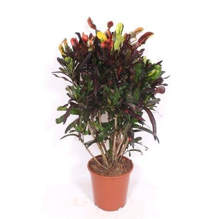 b018869_0000262431_h_1