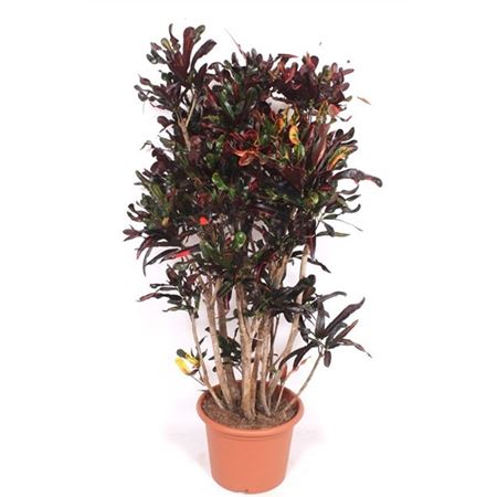 b018869_0000262432_h_1