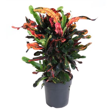 b018869_0000278336_h_1