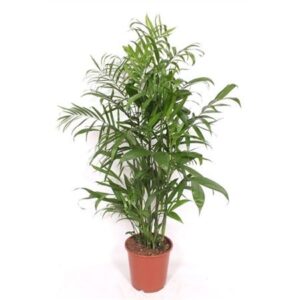 Хамедорея Сеифризии