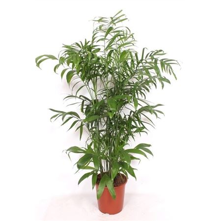 b020872_0000287129_h_1