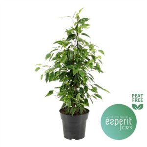 Фикус Анастасиа