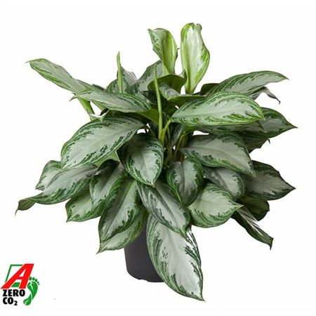 b026658_0000212809_h_1