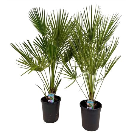 b031447_0000193745_h_1