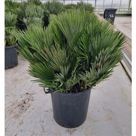 b031447_0000212373_h_1