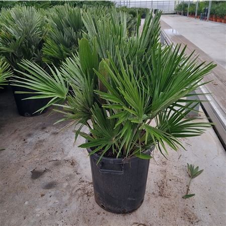 b031447_0000266945_h_1