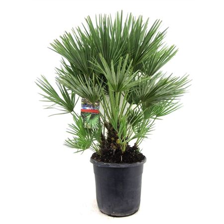 b031447_0000270830_h_1