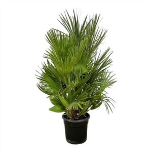 Хамеропс низкое куст