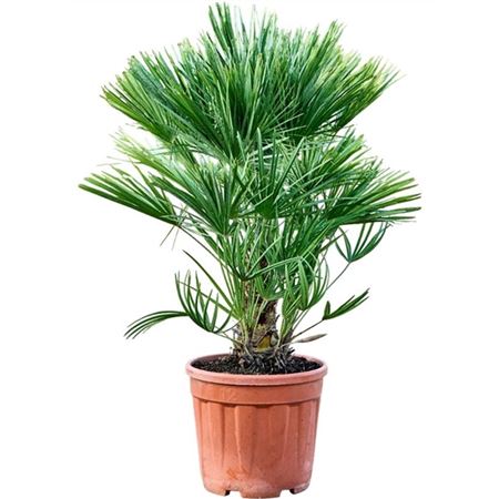 b031447_0000292748_h_1