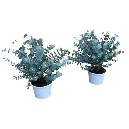 b032618_0000295475_h_1