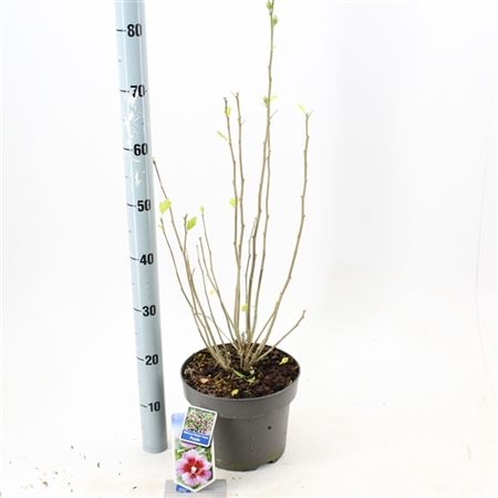 b033227_0000248966_h_1