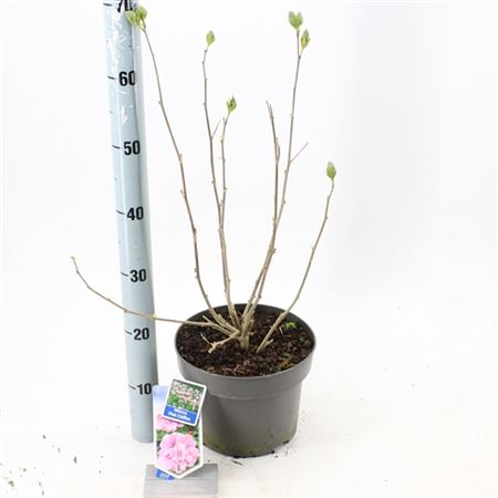 b033227_0000248972_h_1