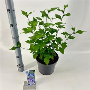 Гибискус Сириакус голубая Чиффон