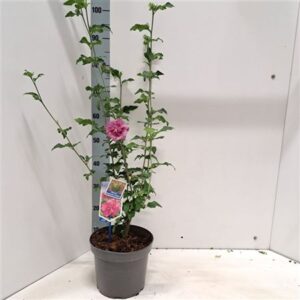 Гибискус Сириакус Магента Чиффон