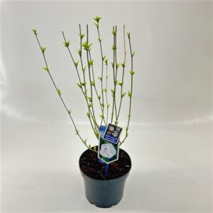 Гибискус Сир Чина Чиффон