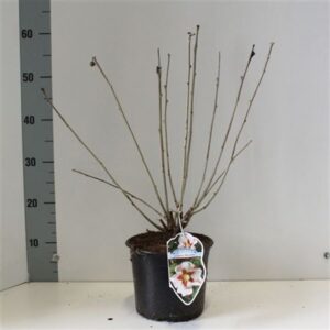 Гибискус Сир Хамабо