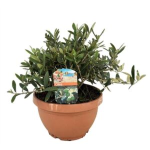 Олива Еуропаеа стебель Бовл