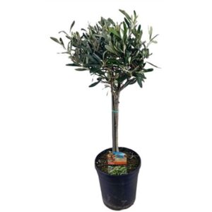 Олива Еуропаеа стебель