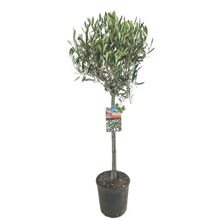 b034303_0000172370_h_1