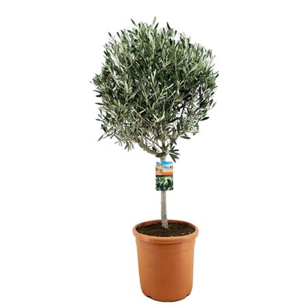 b034303_0000210497_h_1