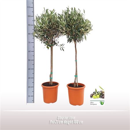 b034303_0000222933_h_1