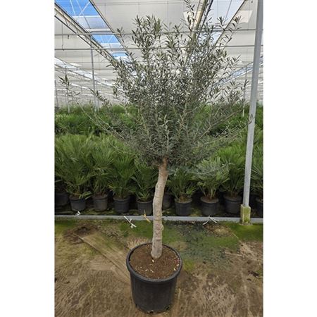 b034303_0000295479_h_1