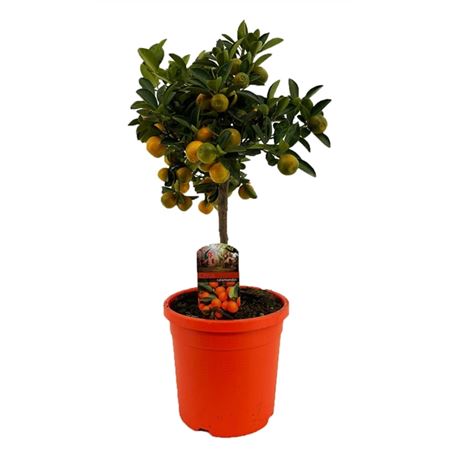 b050648_0000257476_h_1