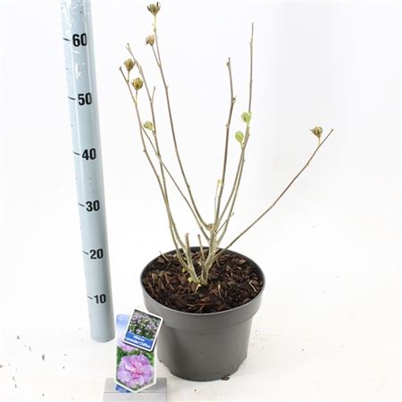 b053469_0000248970_h_1